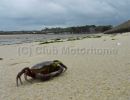 roscoff crab