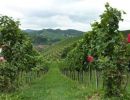 sasbachwalden vineyard