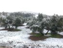 snowy olives