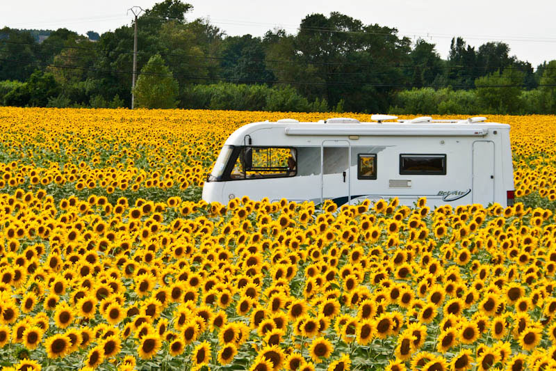 Sunflowers in France